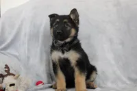 Cassie , a female German Shepherd Dog for sale in Sugarcreek, OH – Photo 4 of 4