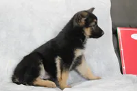 Cassie , a female German Shepherd Dog for sale in Sugarcreek, OH – Photo 2 of 4