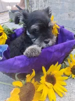 iris, a female Miniature Schnauzer for sale in Parkville, MD – 3 of 5