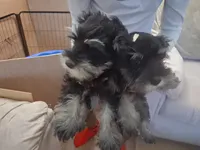 rose, a female Miniature Schnauzer for sale in Parkville, MD – 3 of 4