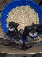 rose, a female Miniature Schnauzer for sale in Parkville, MD – 4 of 4
