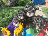 perriwinkle, a male Miniature Schnauzer for sale in Parkville, MD – 2 of 4