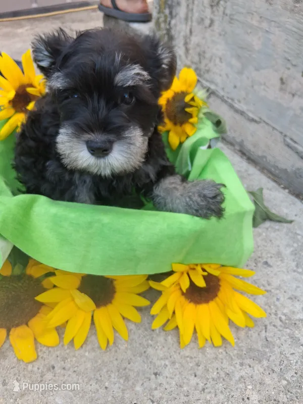 fern – Miniature Schnauzer puppy for sale in Parkville, MD