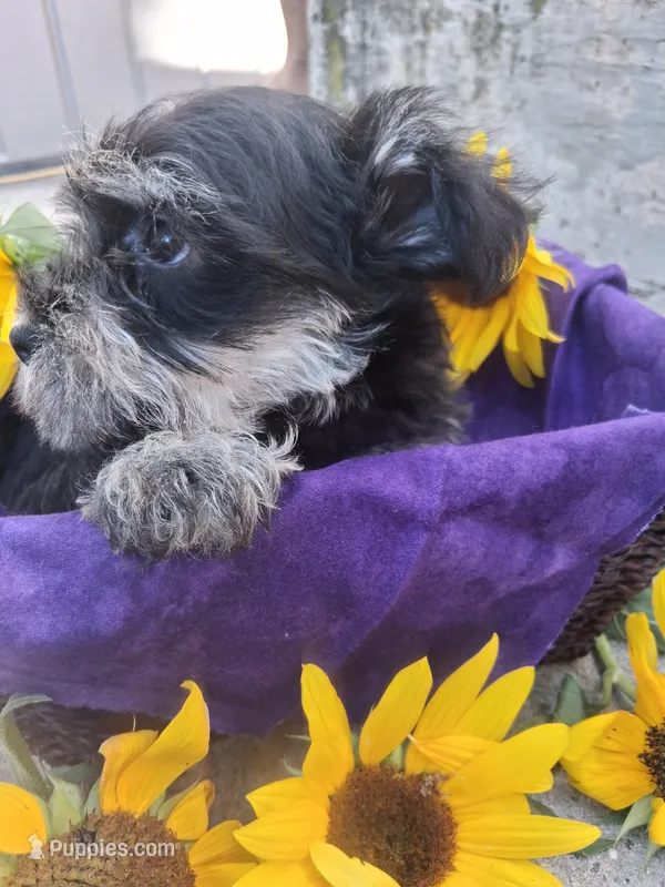 iris – Miniature Schnauzer puppy for sale in Parkville, MD