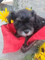 rose, a female Miniature Schnauzer for sale in Parkville, MD – 1 of 4