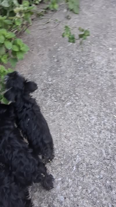 iris, a female Miniature Schnauzer for sale in Parkville, MD – 5 of 5