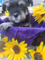 iris, a female Miniature Schnauzer for sale in Parkville, MD – 2 of 5