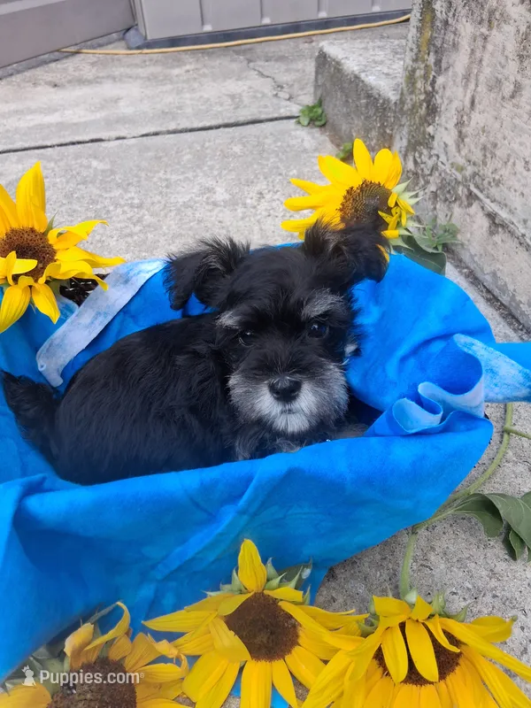 perriwinkle – Miniature Schnauzer puppy for sale in Parkville, MD
