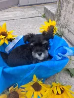 perriwinkle, a male Miniature Schnauzer for sale in Parkville, MD – 1 of 4