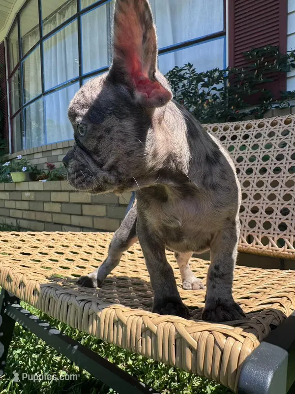 YY, a male French Bulldog for sale in Atlanta, GA – Photo 1 of 3