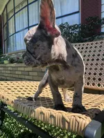 YY, a male French Bulldog for sale in Atlanta, GA – Photo 1 of 3