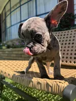 YY, a male French Bulldog for sale in Atlanta, GA – Photo 2 of 3