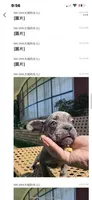 YY, a male French Bulldog for sale in Atlanta, GA – Photo 3 of 3