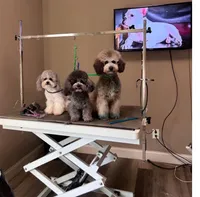 Pluto, a male Poodle - Miniature  for sale in Atlanta, GA – Photo 1 of 2