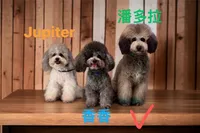 Pluto, a male Poodle - Miniature  for sale in Atlanta, GA – Photo 2 of 2