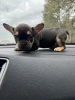 Lily+Lovey, a female French Bulldog for sale in Atlanta, GA – Photo 5 of 6