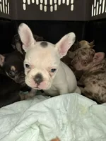 Lily+Lovey, a female French Bulldog for sale in Atlanta, GA – Photo 4 of 6