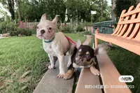 Lily+Lovey, a female French Bulldog for sale in Atlanta, GA – Photo 1 of 6