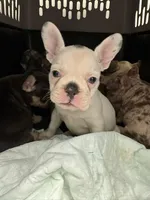 Lily+Lovey, a female French Bulldog for sale in Atlanta, GA – Photo 6 of 6