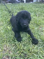Doodle, a female Labradoodle and Australian Labradoodle for sale in Atlanta, GA – Photo 2 of 2