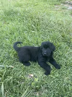 Doodle, a female Labradoodle and Australian Labradoodle for sale in Atlanta, GA – Photo 1 of 2