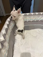 Lily+Juicy, a female French Bulldog for sale in Atlanta, GA – Photo 3 of 6