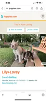 Lily+Juicy, a female French Bulldog for sale in Atlanta, GA – Photo 5 of 6