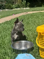 Juju, a male French Bulldog for sale in Atlanta, GA – Photo 4 of 4