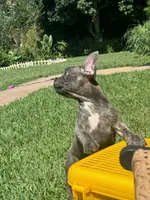 Juju, a male French Bulldog for sale in Atlanta, GA – Photo 3 of 4