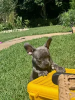 Juju, a male French Bulldog for sale in Atlanta, GA – Photo 2 of 4