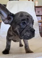 qiqi, a female French Bulldog for sale in Atlanta, GA – Photo 4 of 4