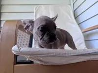 qiqi, a female French Bulldog for sale in Atlanta, GA – Photo 3 of 4