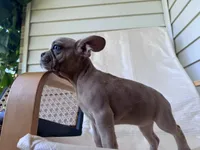 qiqi, a female French Bulldog for sale in Atlanta, GA – Photo 2 of 4