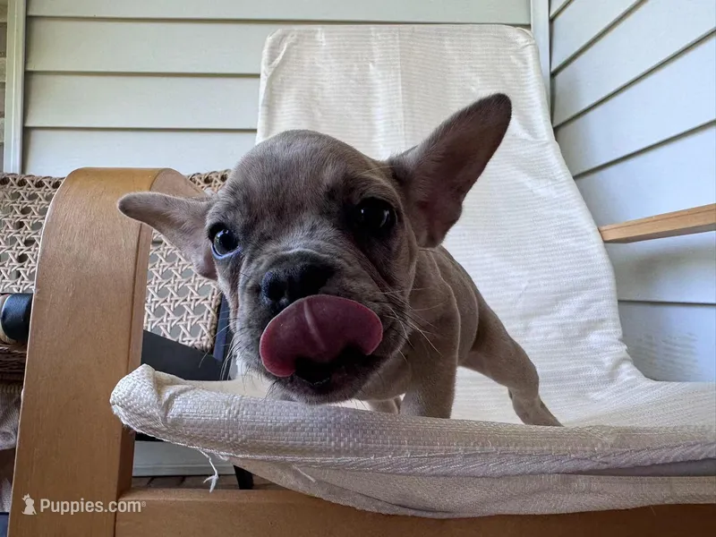 qiqi, a female French Bulldog for sale in Atlanta, GA – Photo 1 of 4