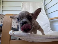 qiqi, a female French Bulldog for sale in Atlanta, GA – Photo 1 of 4