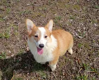Romeo , a male Pembroke Welsh Corgi for sale in Joplin, MO – Photo 2 of 4