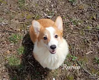 Romeo , a male Pembroke Welsh Corgi for sale in Joplin, MO – Photo 1 of 4