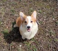 Romeo , a male Pembroke Welsh Corgi for sale in Joplin, MO – Photo 4 of 4
