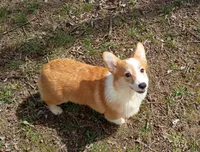Romeo , a male Pembroke Welsh Corgi for sale in Joplin, MO – Photo 3 of 4
