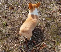 Juliet , a female Pembroke Welsh Corgi for sale in Joplin, MO – Photo 5 of 5