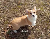 Juliet , a female Pembroke Welsh Corgi for sale in Joplin, MO – Photo 4 of 5