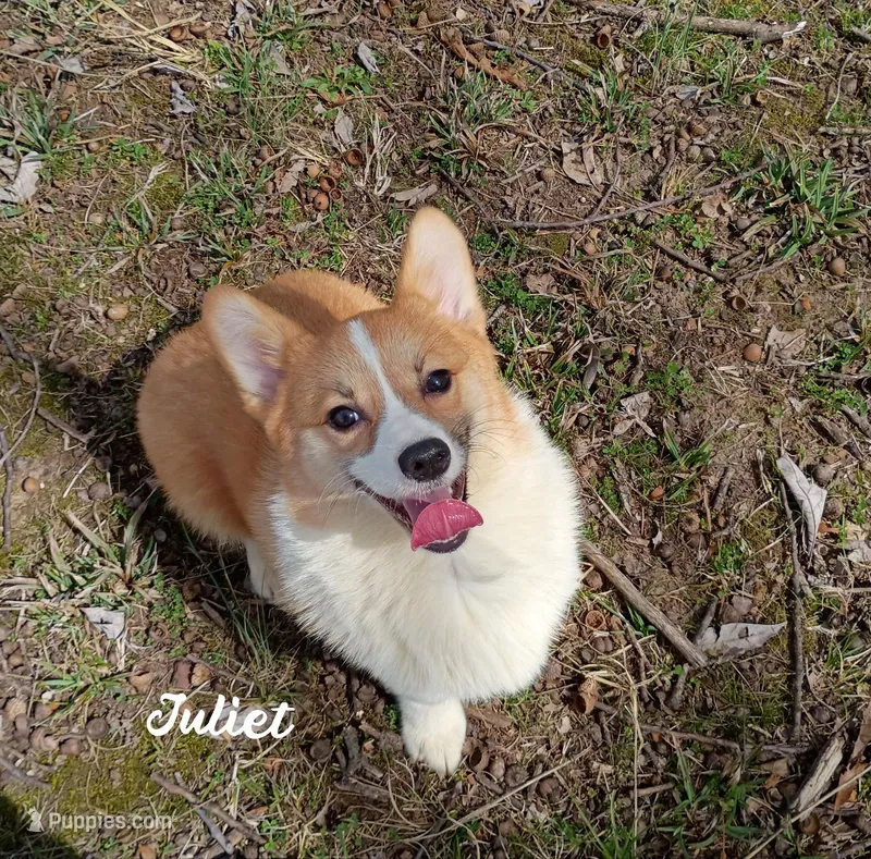Juliet  – Pembroke Welsh Corgi puppy for sale in Joplin, MO