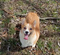 Juliet , a female Pembroke Welsh Corgi for sale in Joplin, MO – Photo 3 of 5