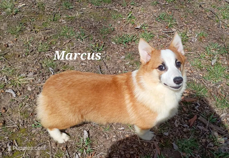 Marcus  – Pembroke Welsh Corgi puppy for sale in Joplin, MO