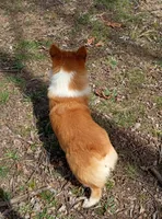 Marcus , a male Pembroke Welsh Corgi for sale in Joplin, MO – Photo 4 of 5