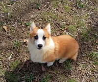 Marcus , a male Pembroke Welsh Corgi for sale in Joplin, MO – Photo 3 of 5
