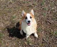 Marcus , a male Pembroke Welsh Corgi for sale in Joplin, MO – Photo 5 of 5