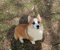 Marcus , a male Pembroke Welsh Corgi for sale in Joplin, MO – Photo 2 of 5