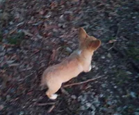Alexander , a male Pembroke Welsh Corgi for sale in Joplin, MO – Photo 4 of 7