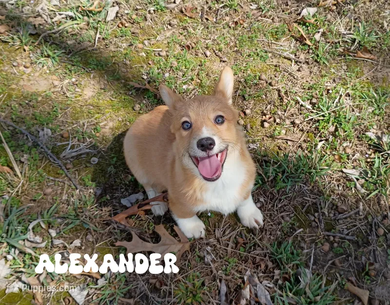 Alexander  – Pembroke Welsh Corgi puppy for sale in Joplin, MO